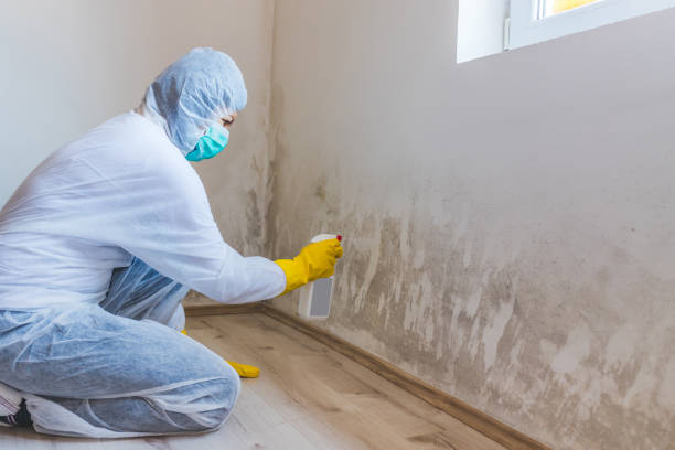 Licensed Mold Testing service in Darien, IL - WQB Mold Removal