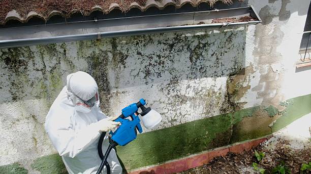 Top rated local Mold Testing specialists in Darien, IL
